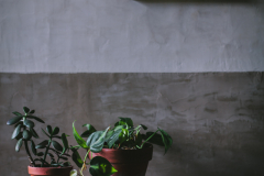 Potted-Plants